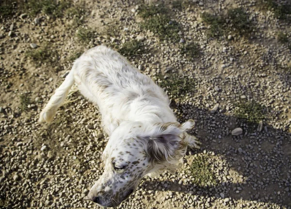 Funny attentive dog — Stock Photo, Image