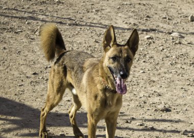 Komik özenli köpek