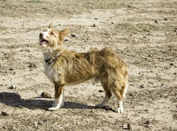 Funny pozorný pes — Stock fotografie