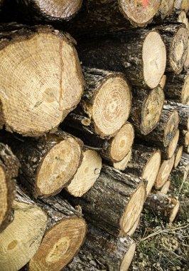 kesilen ağaç gövdeleri