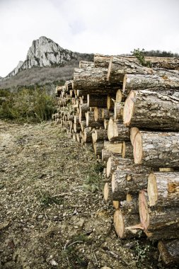 kesilen ağaç gövdeleri