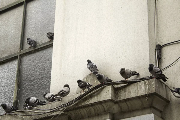 Güvercin sokak — Stok fotoğraf