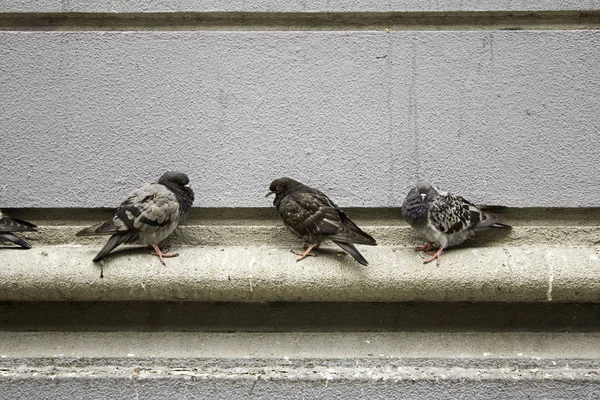Pigeons in street — Stock Photo, Image