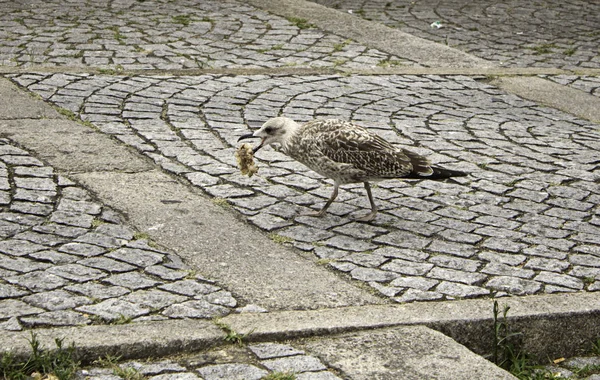 Seagull eating street — Stock Photo, Image