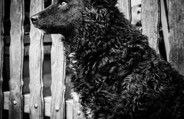 Neve cão abandonado — Fotografia de Stock