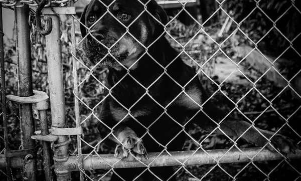 Dog in kennel — Stock Photo, Image