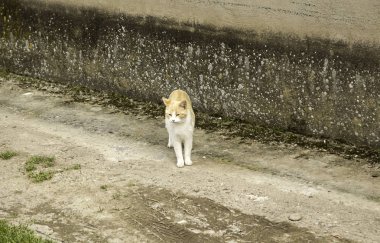 Terk edilmiş sokak kedileri