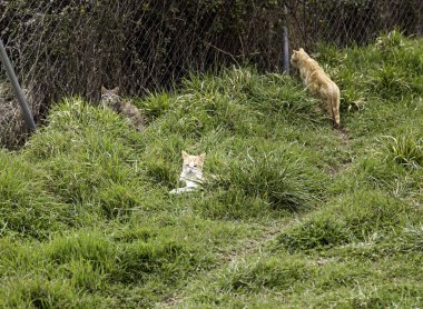 Terk edilmiş sokak kedileri