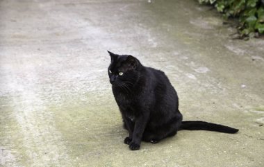 Terk edilmiş sokak kedileri