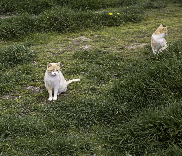 Gatos callejeros abandonados — Foto de Stock