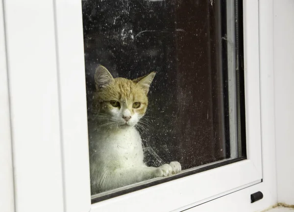 버려진된 거리의 고양이 — 스톡 사진