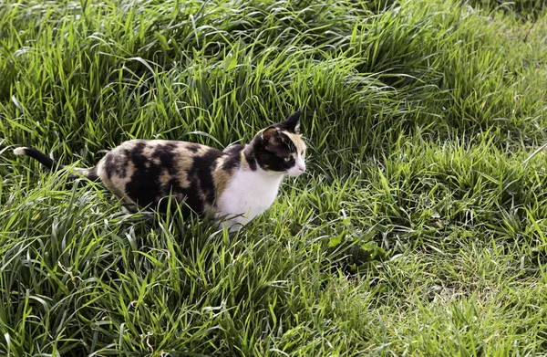 Abandoned street cats — Stock Photo, Image