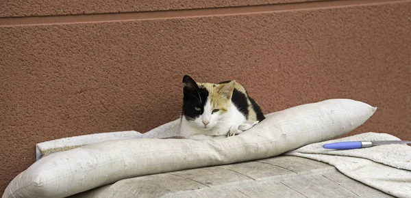 Verlassene Straßenkatzen — Stockfoto