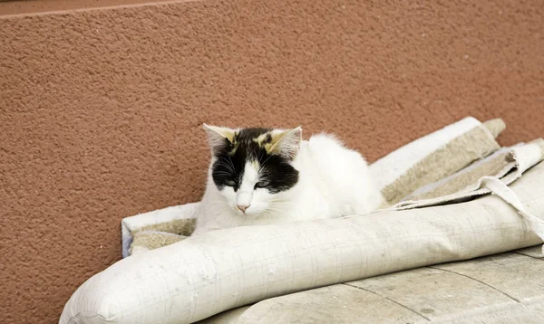 Gatos callejeros abandonados —  Fotos de Stock