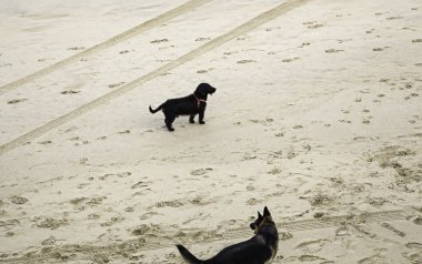 Plaj oynayan köpekler