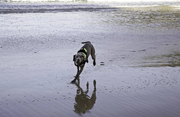 Dogs playing beach — Stock Photo, Image
