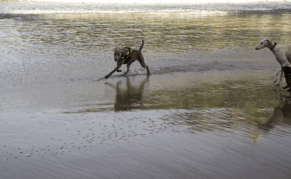 Hunde leger strand - Stock-foto