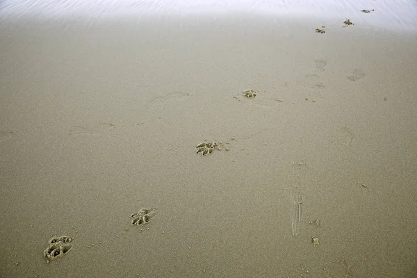 Pegadas cão de praia — Fotografia de Stock