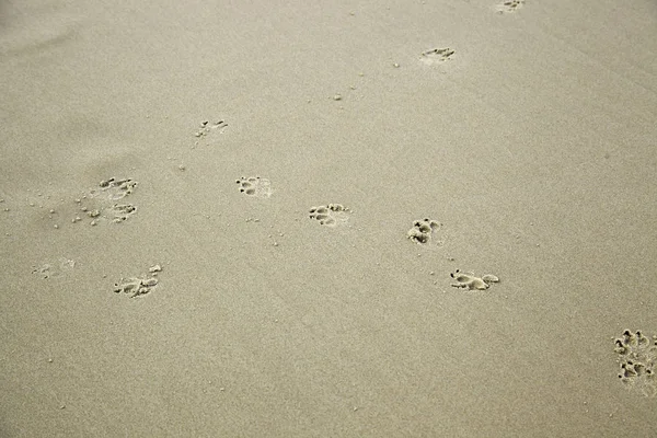 Empreintes chien de plage — Photo