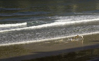 Plaj oynayan köpekler