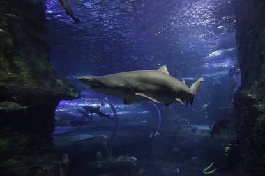 Vahşi deniz köpekbalığı