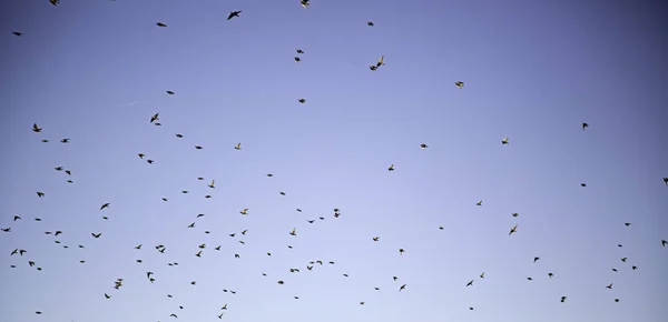 Vogels vliegen hemel — Stockfoto