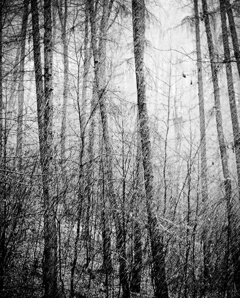 Regen im Wald — Stockfoto