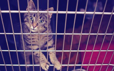 Terk edilmiş sokak kedileri