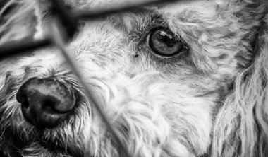 Köpek kafesleri
