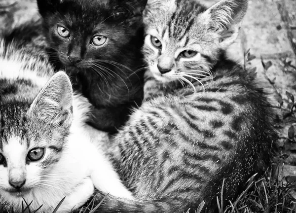 Pisici abandonate de stradă — Fotografie, imagine de stoc