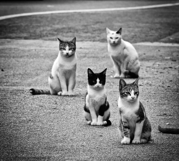 Opuštěné ulici kočky — Stock fotografie