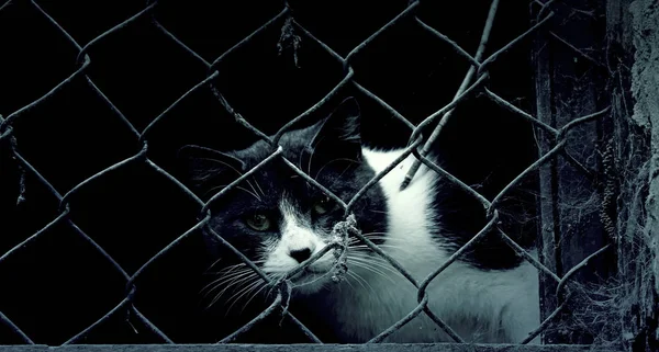 Gatos callejeros abandonados — Foto de Stock