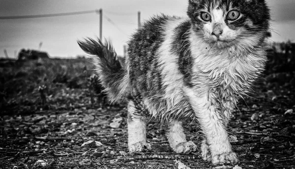 Opuštěné ulici kočky — Stock fotografie