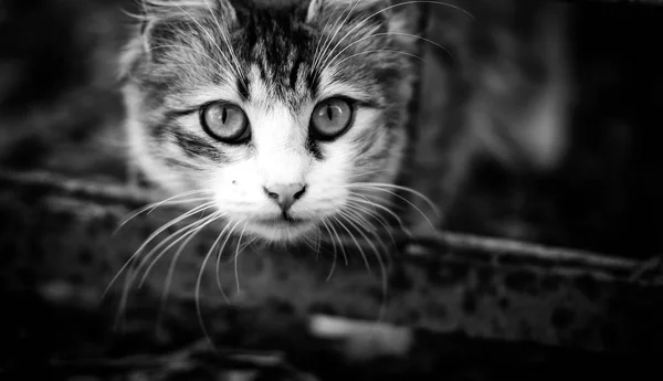 放棄された通りの猫 — ストック写真