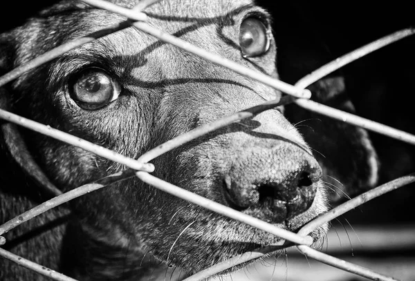 Kutyák-ban kalitka — Stock Fotó