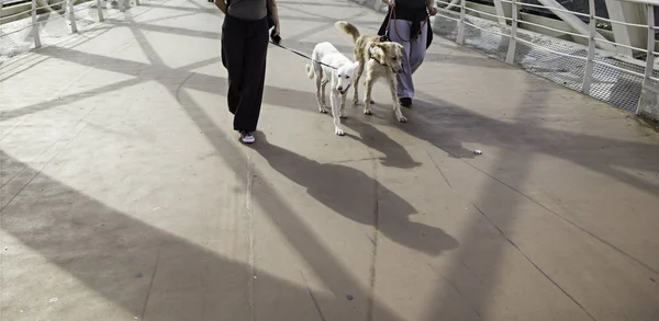 Hund promenader street — Stockfoto