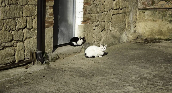 Övergivna gatan katter — Stockfoto