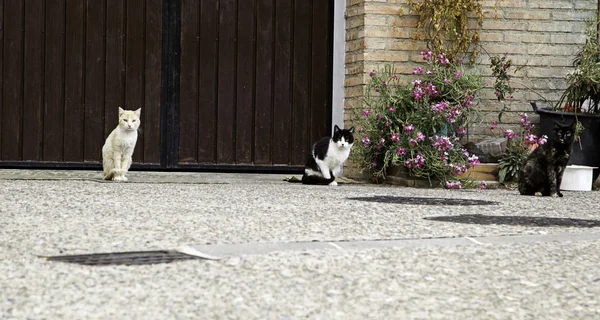 버려진된 거리의 고양이 — 스톡 사진