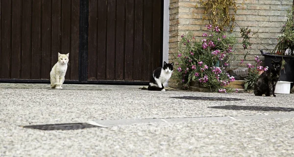 Verlaten straat katten — Stockfoto