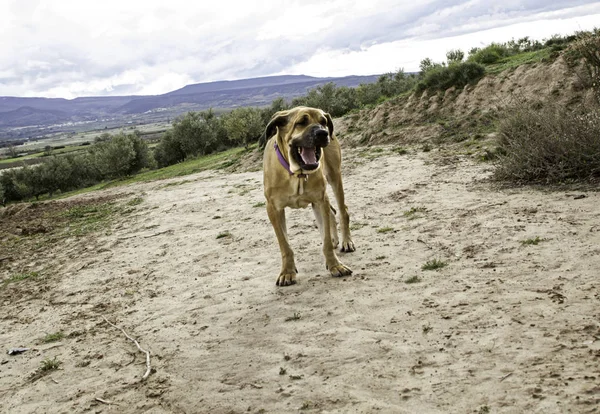 Fila de perro brasileiro — Foto de Stock