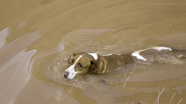 Flood dog Stock Photos, Royalty Free Flood dog Images | Depositphotos