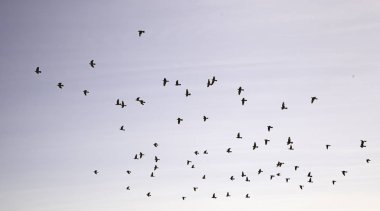 Cennet uçan kuşlar