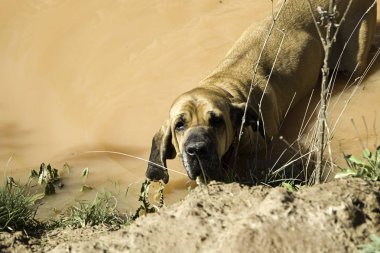 Dog fila brasileiro