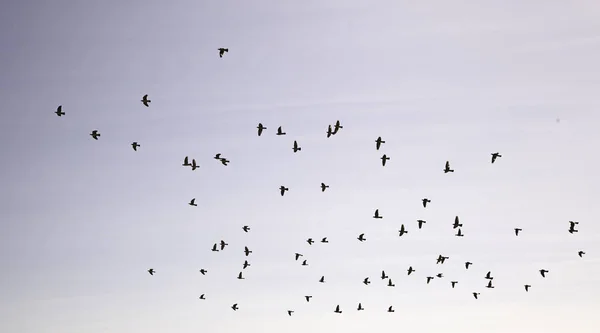 Pájaros volando cielo —  Fotos de Stock