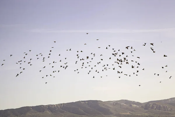 Vögel im Himmel — Stockfoto