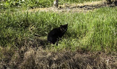 Terk edilmiş sokak kedileri