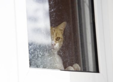 Terk edilmiş sokak kedileri