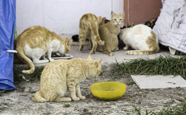 Terk edilmiş sokak kedileri