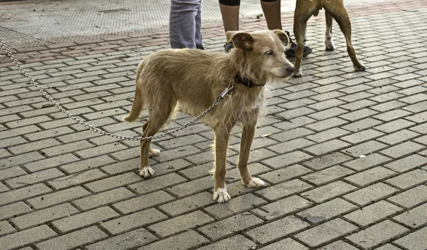 Pes chodící ulice — Stock fotografie