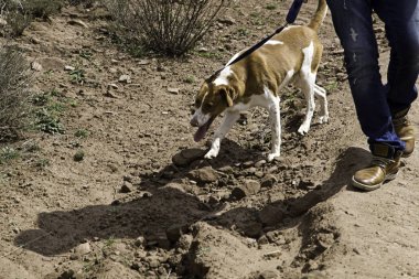 Köpek podenco Parkı